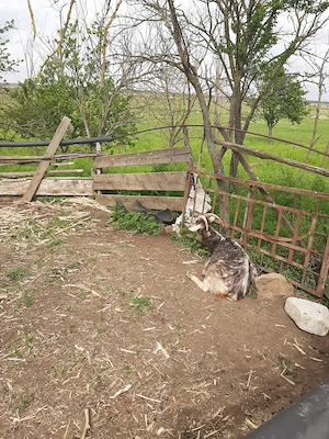 Vând capre: 2 țapi, 3 iezi, și 9 capre