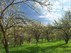 Moșia boierească din vârf de deal, Scorțeni - Prahova, comision 0% - imagine 6