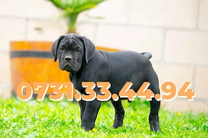 Catei de vanzare Cane Corso talie Mare cu Factura,Microcip,Carnet,Garantie- Transport GRATUIT la TM