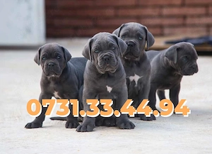 Catei de vanzare Cane Corso talie Mare cu Factura,Microcip,Carnet,Garantie- Transport GRATUIT la TM - imagine 2
