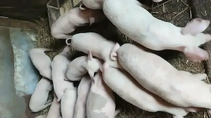 Vând purcei de 11 săptămâni 