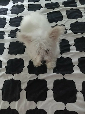 Vând pui West Highland de 3luni  - imagine 2