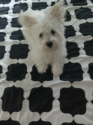 Vând pui West Highland de 3luni 