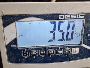 soldani purcei de carne duroc danez 35 kgg - imagine 2