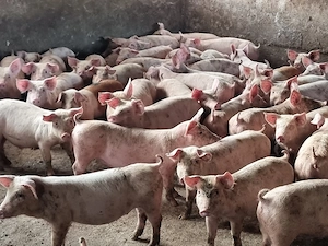 soldani purcei de carne duroc danez 35 kgg - imagine 5