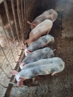 Purcei Pietrain Belgian,3 luni,25-30 kg