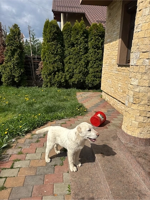 catelusa de asiea centrala - imagine 4