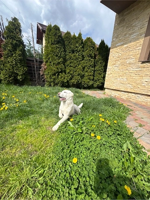 catelusa de asiea centrala - imagine 3