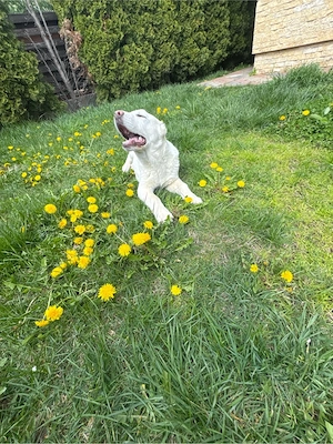 catelusa de asiea centrala - imagine 2