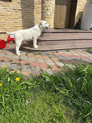 catelusa de asiea centrala - imagine 5