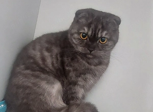 Pisica Scottish Fold
