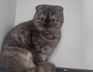 Pisica Scottish Fold - imagine 2