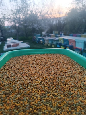 Polen crud de primăvară congelat