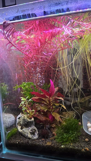 Pești, plante, material filtrant, lumina LED - acvariu - imagine 3