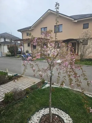 4 camere de închiriat în Complex Paladin, Corbeanca | Mobilat complet | Terasă - imagine 9