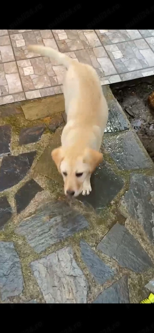 Vând femelă labrador  - imagine 3