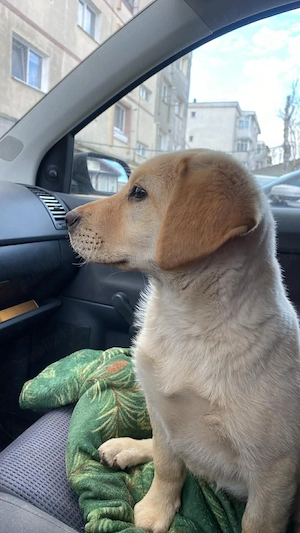 Vând femelă labrador  - imagine 4