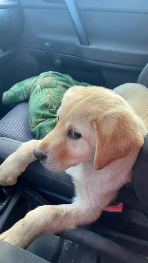 Vând femelă labrador  - imagine 2