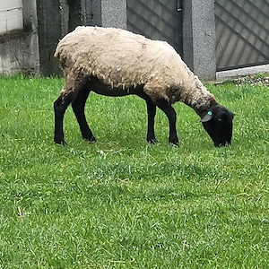 vand sau schimb oaie suffolk la a 2 fatare