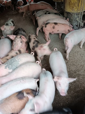 Purcei De Vânzare 15-30 kg  - imagine 2