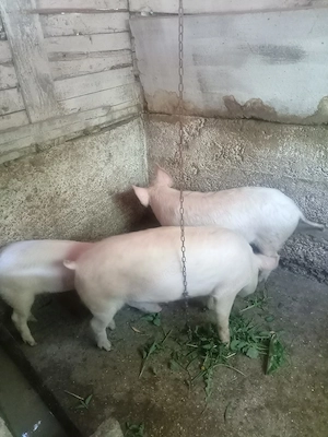 Porci de vanzare marele alb castrati !80 ,90 , 100 kg  12 lei kg 0