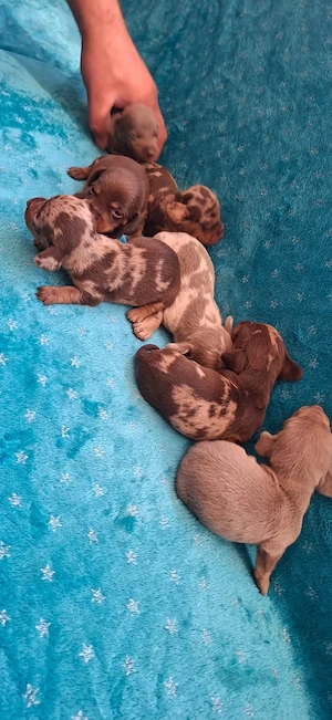 Teckel pitic si caninchen - imagine 4