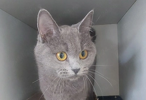 Pisica British Shorthair  - imagine 2