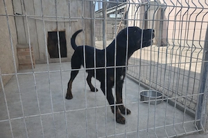 Catea de vanatoare jagdterrier - imagine 2