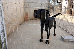 Catea de vanatoare jagdterrier - imagine 3