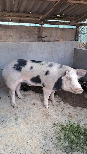 Porc de vânzare - imagine 2