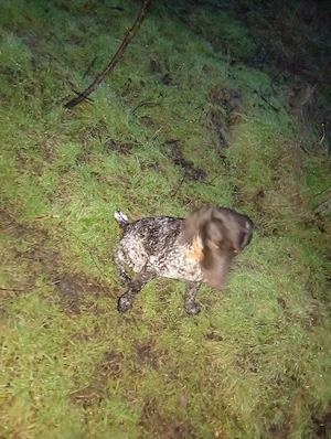 femelă de brac german disponibilă 