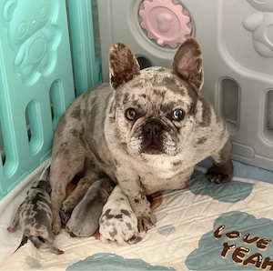 Bulldog Francez Merle
