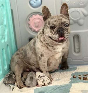 Bulldog Francez Merle - imagine 2