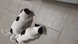 Jack russell terrier 