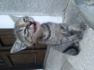 Donez doua pisicute inimoase si iubitoare