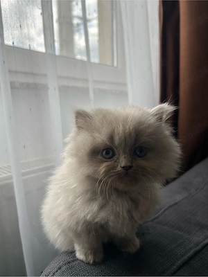 pui british fold - imagine 2