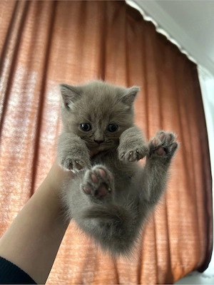 pui british fold - imagine 3