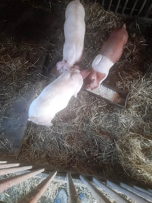 Purcei de vânzare  - imagine 3