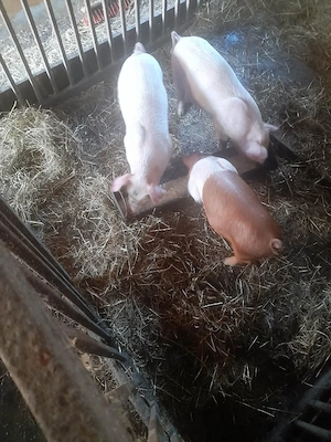 Purcei de vânzare  - imagine 4