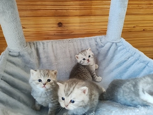 Vând British shorthair  - imagine 2