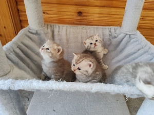 Vând British shorthair  - imagine 3