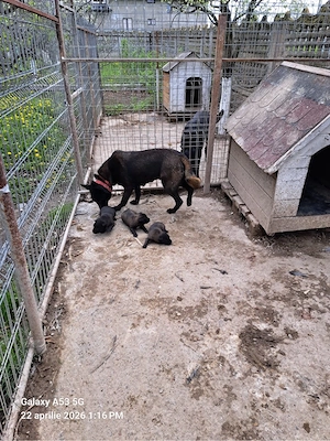 vand catei malinois  - imagine 4