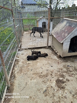 vand catei malinois  - imagine 3