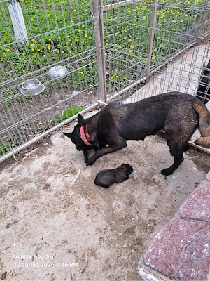 vand catei malinois  - imagine 5