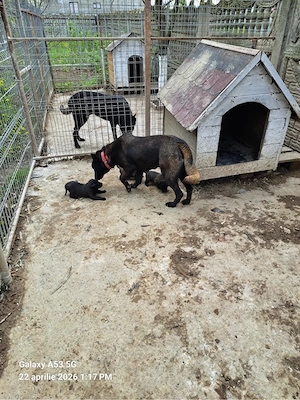 vand catei malinois  - imagine 2