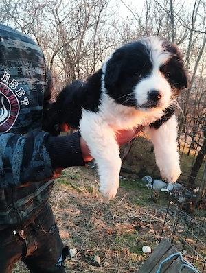 cateii Ciobanesc romanesc de Bucovina 