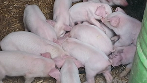 purcei 185 lei daca se iau toti - imagine 2