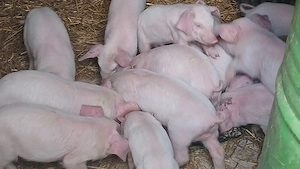 purcei 185 lei daca se iau toti - imagine 3