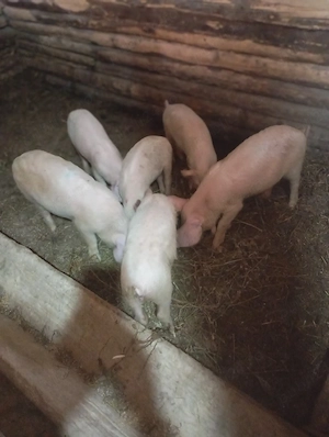 purcei de vânzare  - imagine 4