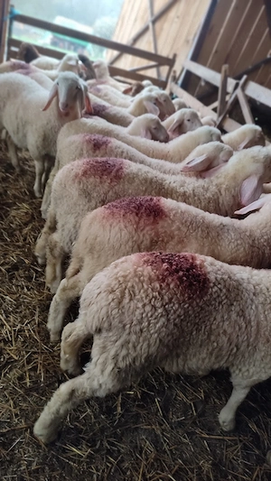 vând berbecuți assaf - imagine 2